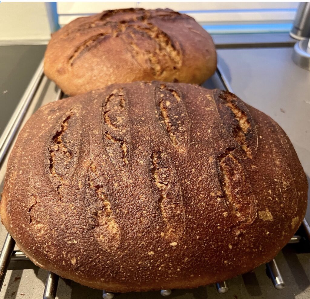 Speltti 100% täysjyvää