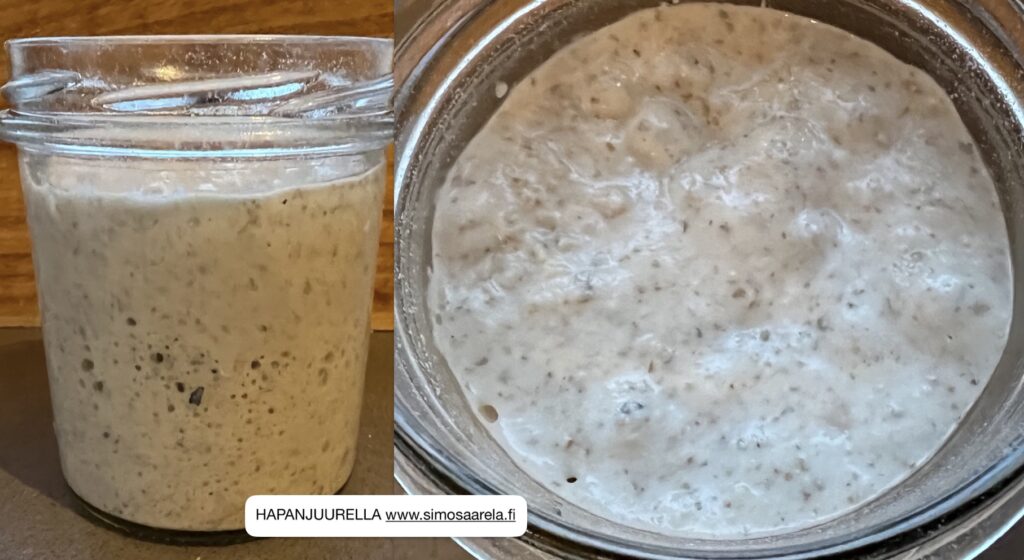 Aktiivinen viileässä kehittynyt juuri